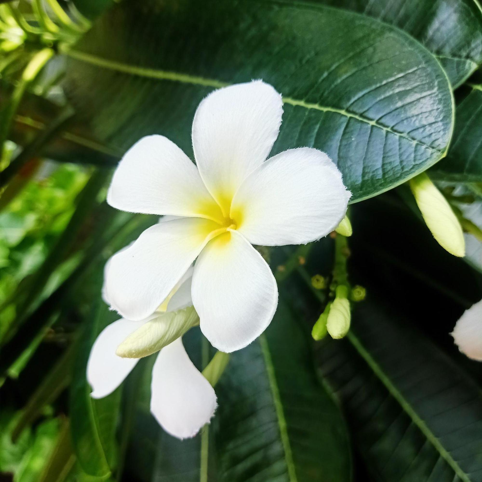 Siam Tara Resort Chiangkhong Chiang Khong Pokój zdjęcie